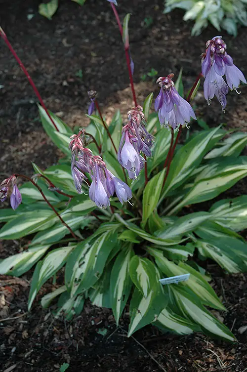 Hostas with Purple Flowers 5