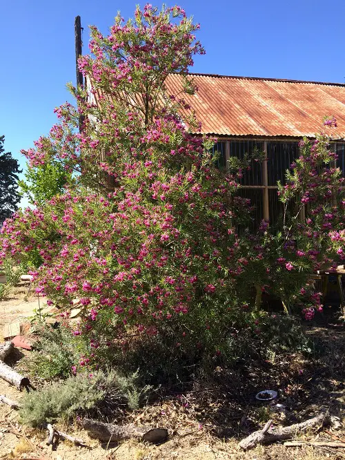 best Common California Native Plants