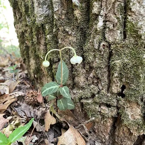 Plants to Grow Beneath Large Trees4