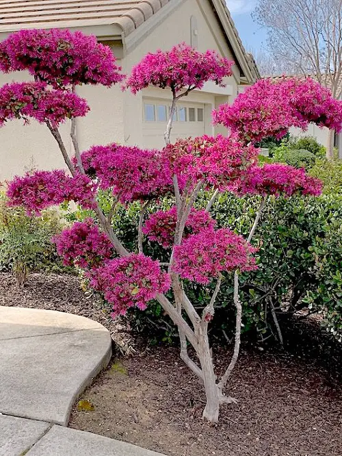 Trees With Purple Leaves