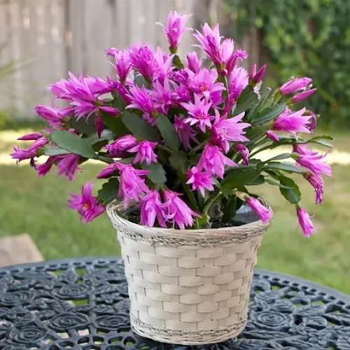 purple flowers succulent 