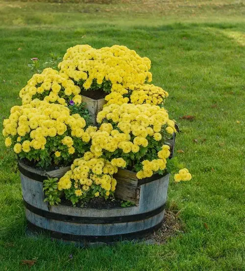 top Best Flowering Plants for Barrels
