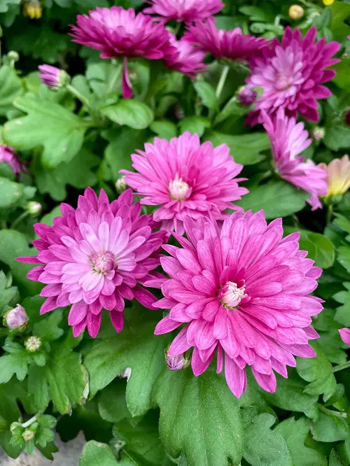 Purple Evergreen Flowers 1