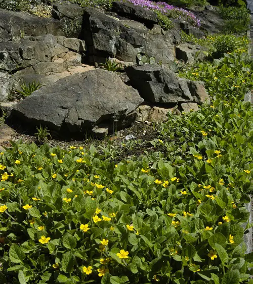 Best Grass Alternative Plants 19