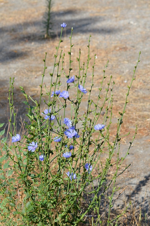 beautiful Blue Flower Names & Images