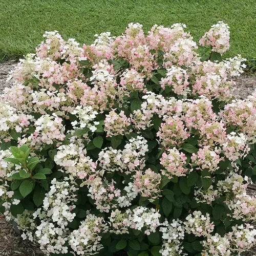 Beautiful Types of Oakleaf Hydrangeas 2