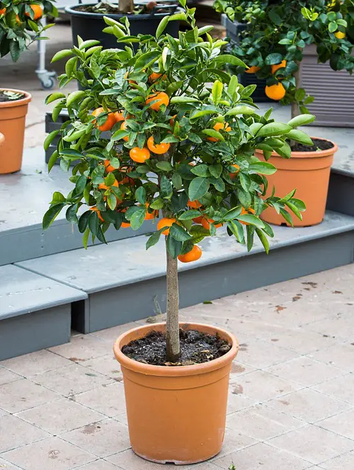 Clementines fruit in pot 
