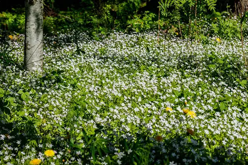 Growable Plants Beneath Large Trees2