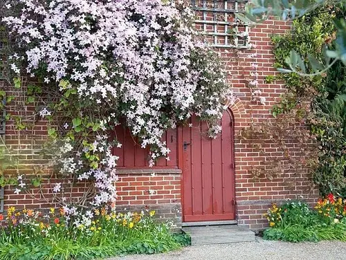 top best Quick-Growing Vines to Cover a Wall or Fence