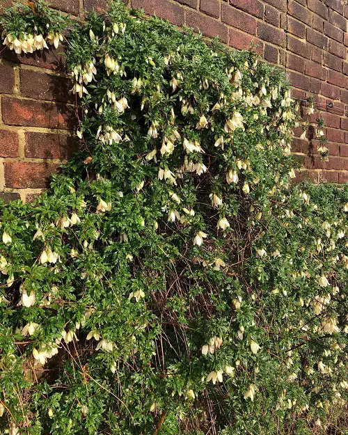 Best Evergreen Vines for Year-Round Interest
