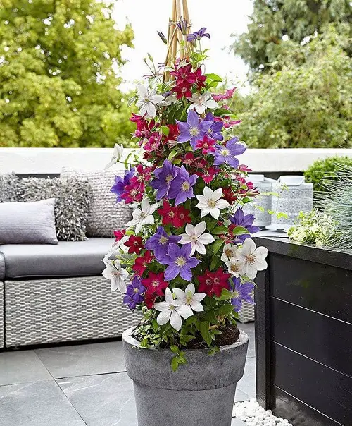 Summer Blooming Perennial Flowers for pot