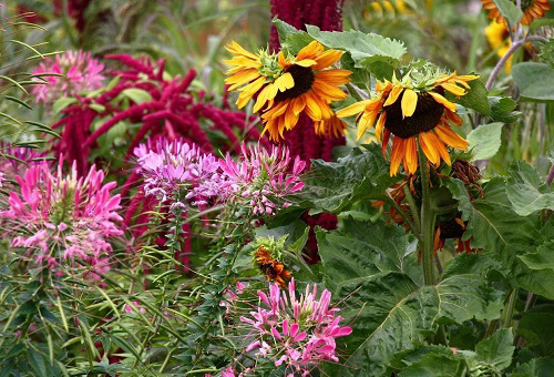 Sunflower Companion Plants 