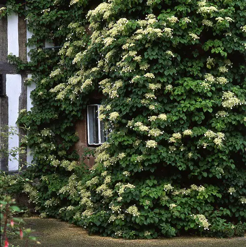 Quick-Growing Vines to Cover a Wall