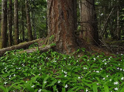 Plants That Grow Beneath Large Trees2