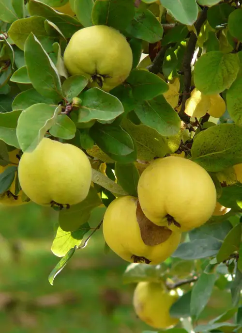 best Different Types of Green Apple Varieties