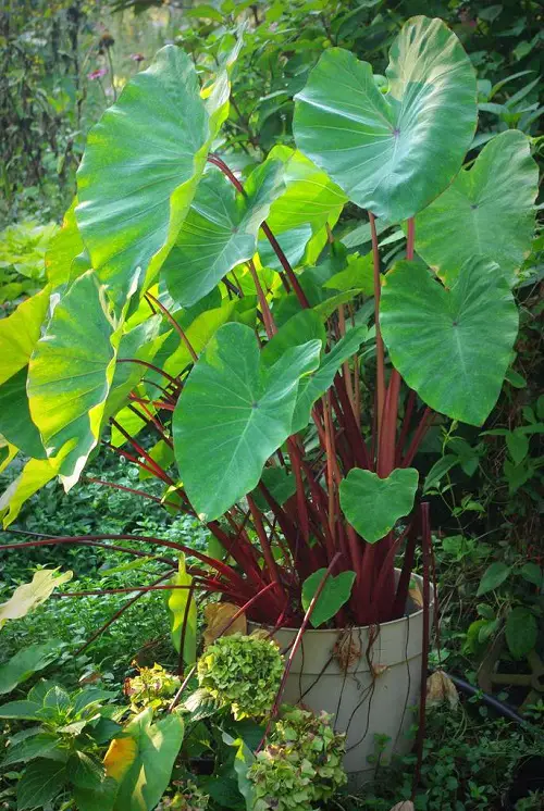 best plants with red stem 