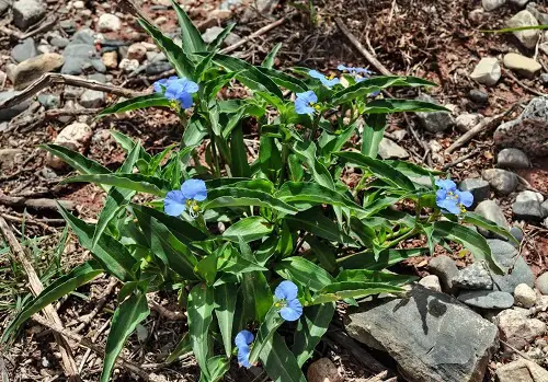 beautiful Blue Flower Names & Images 