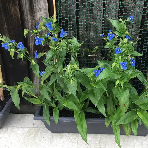 Blue Flower Names near Frame