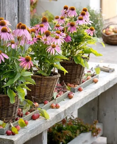 coneflowers in baskets 