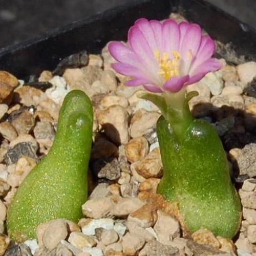 Amazing Best Types of Conophytum Varieties