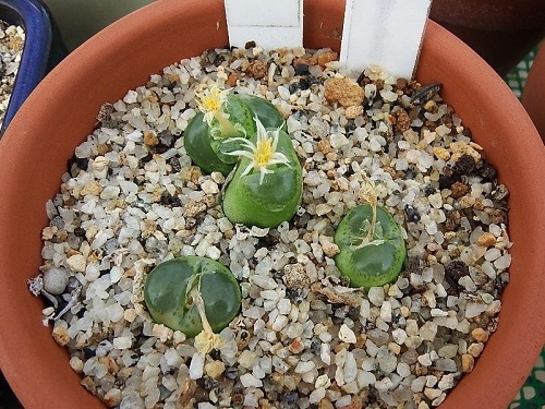 top Best Types of Conophytum Varieties