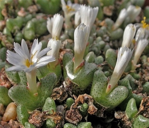 top Best Types of Conophytum Varieties