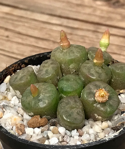 Greatest Conophytum Varieties 