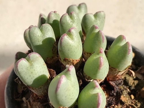 top Best Types of Conophytum Varieties
