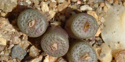 top Best Types of Conophytum Varieties