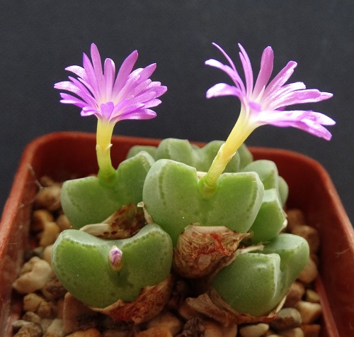 The Greatest Conophytum Varieties