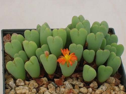  Types of Conophytum Varieties