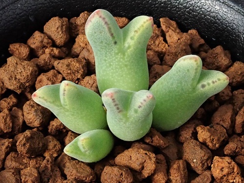  Types of Conophytum Varieties