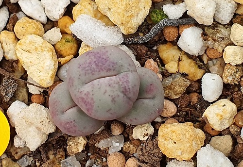 best Types of Conophytum Varieties