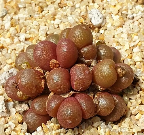 best Types of Conophytum Varieties