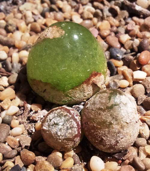 Amazing Best Types of Conophytum Varieties