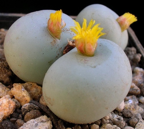 Top Conophytum Varieties Types 