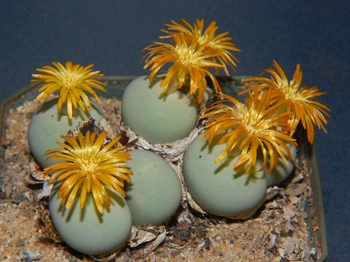best The Greatest Conophytum Varieties