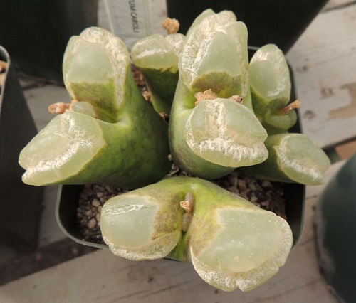 best Top Conophytum Varieties Types