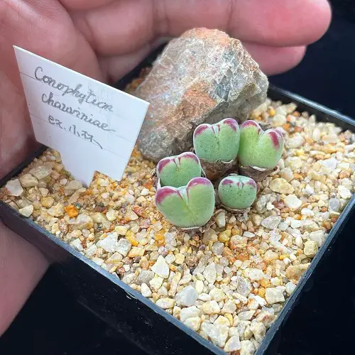 Greatest Conophytum Varieties