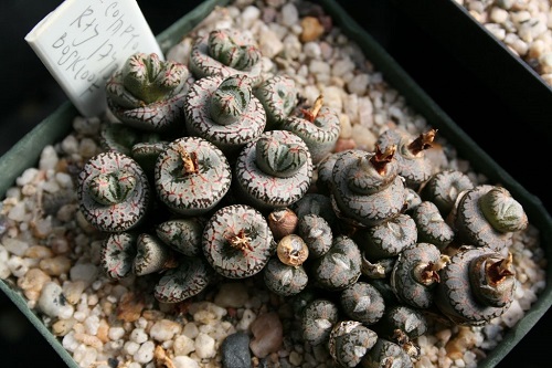 best Top Conophytum Varieties Types