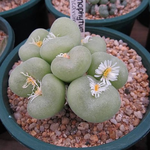 Top Conophytum Varieties Types 