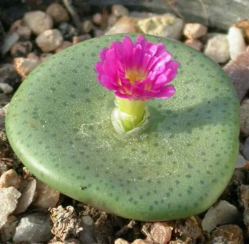  Types of Conophytum Varieties