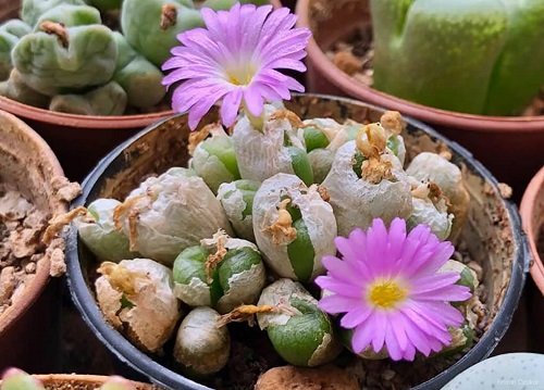 Amazing Best Types of Conophytum Varieties