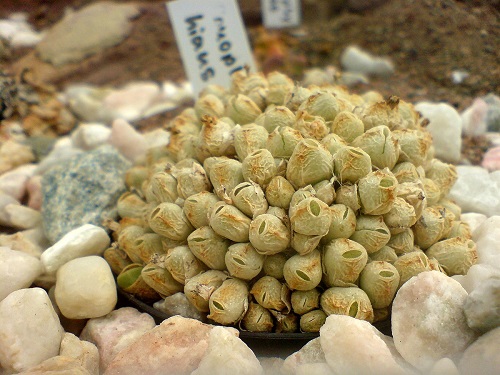 The Greatest Conophytum Varieties