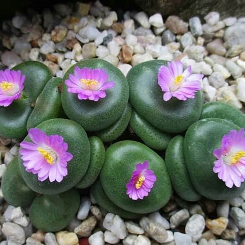 Top Conophytum Varieties Types