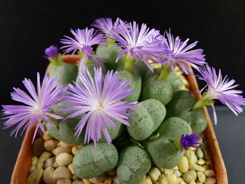 best Types of Conophytum Varieties