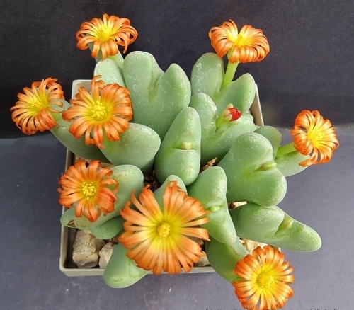 Greatest Conophytum Varieties