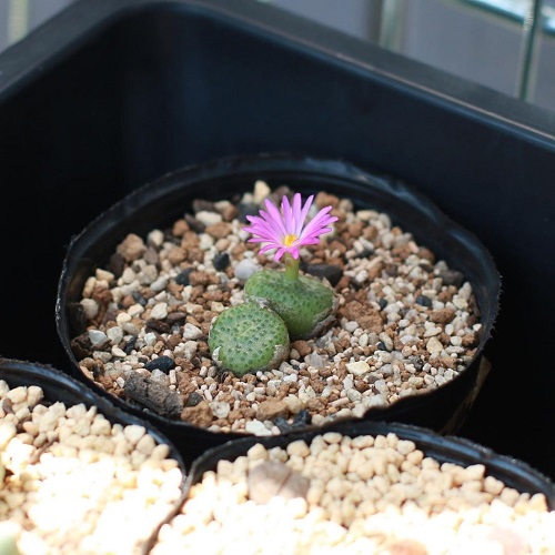  Types of Conophytum Varieties