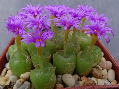  Types of Conophytum Varieties