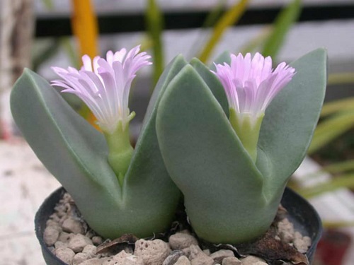  Types of Conophytum Varieties